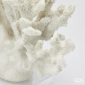 Фигура Коралл EDG Decor слоновая кость Фото 2