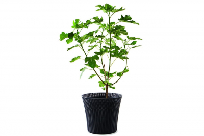 Кашпо пластиковое Keter Conic Planter пластик с имитацией плетения антрацит Фото 3