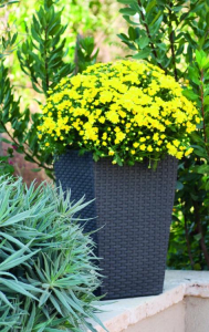 Кашпо пластиковое Keter Rattan Planter S пластик с имитацией плетения антрацит Фото 4