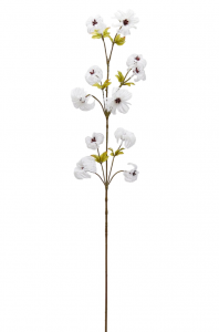 Клематис декоративный EDG Clematis слоновая кость Фото 1