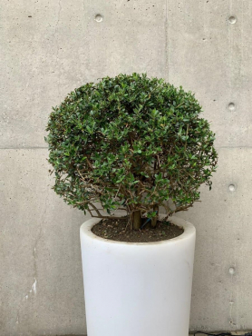 Частный проект