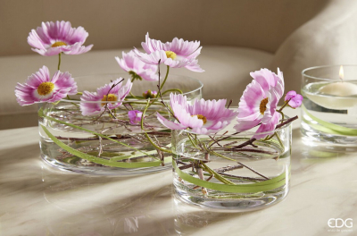 Космея декоративная EDG Cosmos двухцветный розовый Фото 3