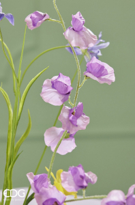 Горошек душистый декоративный EDG Sweet Pea розовый микс Фото 3