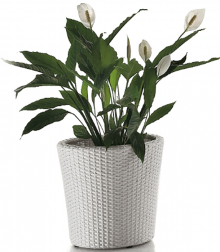 Кашпо плетеное-thumbs-Фото1