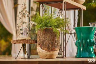 Аспарагус Шпренгера декоративный EDG Asparagus светло-зеленый Фото 3