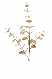 Эвкалипт декоративный EDG Eucalyptus медный Фото 1