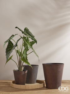 Алоказия декоративная EDG Alocasia зеленый Фото 4