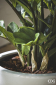 Замиокулькас декоративный EDG Zamifolia зеленый Фото 4