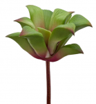 Агава декоративная Agave