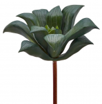 Агава декоративная Agave