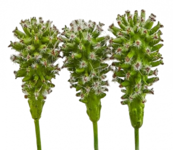 Кактус Западный декоративный 3 шт. EDG Cactus светло-зеленый Фото 1