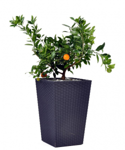 Кашпо пластиковое Keter Rattan Planter S пластик с имитацией плетения антрацит Фото 1