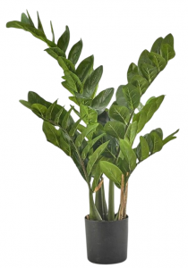 Замиокулькас декоративный EDG Zamifolia зеленый Фото 1