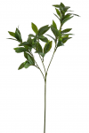 Ветвь лавровая декоративная Laurel