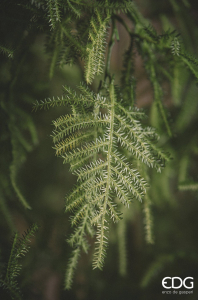 Аспарагус декоративный EDG Asparagus зеленый Фото 3