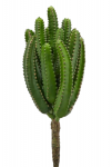 Кактус декоративный Cactus
