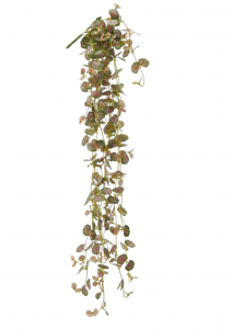 Бегония декоративная ниспадающая EDG Begonia зеленый, красный Фото 1