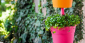 Набор пластиковых кашпо Rainbow Planter Set 3 Keter Rainbow Planter Set 3 полипропилен радуга Фото 5
