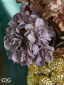 Гортензия декоративная EDG Hydrangea Фото 3