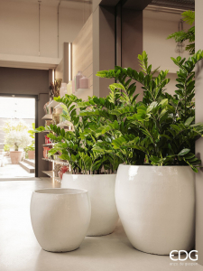 Замиокулькас декоративный EDG Zamifolia зеленый Фото 6