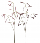 Гребенщик декоративный Tamarisk