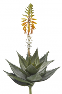 Алоэ декоративное EDG Aloe зеленый Фото 1