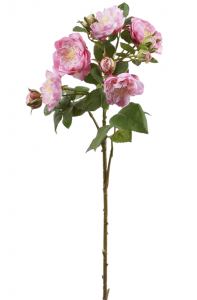 Роза Французская декоративная EDG Rose French двухцветный розовый Фото 1