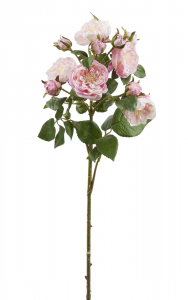 Роза Французская декоративная EDG Rose French светло-розовый Фото 1