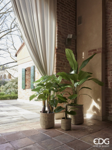 Пальма Камерус декоративная EDG Camerus зеленый Фото 2