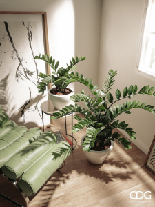 Замиокулькас декоративный EDG Zamifolia зеленый Фото 2