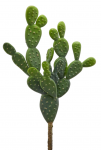 Кактус декоративный Cactus