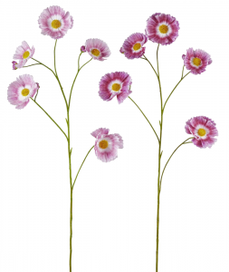 Космея декоративная EDG Cosmos двухцветный розовый Фото 1