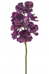 Орхидея Ванда декоративная Orchid Vanda