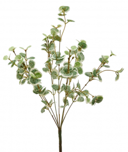 Бегония декоративная EDG Begonia белый, зеленый Фото 1