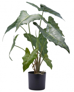 Алоказия декоративная EDG Alocasia зеленый Фото 1