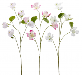 Баугиния декоративная Bauhinia