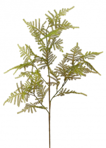 Аспарагус декоративный EDG Asparagus зеленый Фото 1