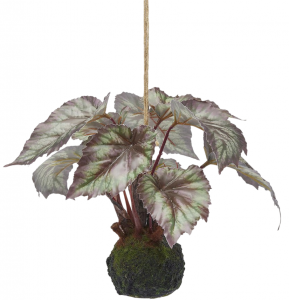 Бегония декоративная EDG Begonia зеленый Фото 1