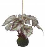 Бегония декоративная Begonia