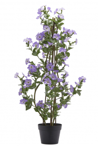 Петуния декоративная EDG Petunia индиго Фото 1