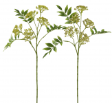 Укроп декоративный Dill