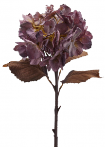 Гортензия декоративная EDG Hydrangea Фото 1