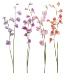 Горошек душистый декоративный Sweet Pea