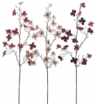 Корнус декоративный Cornus