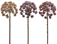 Красивоплодник декоративный Callicarpa Rex