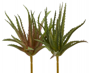 Агава декоративная Agave