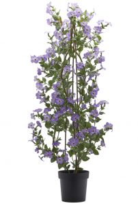 Петуния декоративная EDG Petunia индиго Фото 1