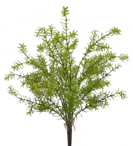 Аспарагус Шпренгера декоративный EDG Asparagus светло-зеленый Фото 1