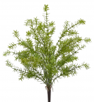 Аспарагус Шпренгера декоративный Asparagus