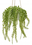 Дисхидия декоративная подвесная ниспадающая Dischidia